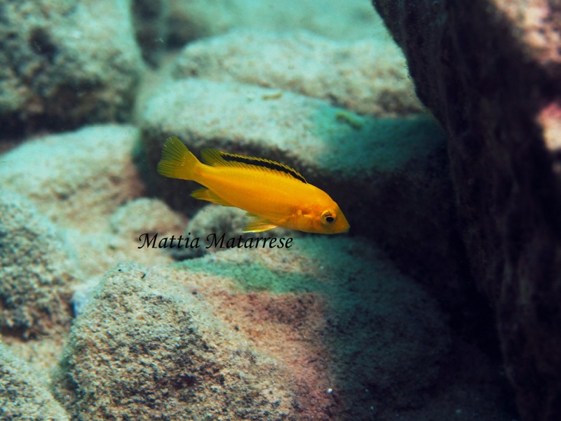 Labidochromis caeruleus 'Mbowe Island'